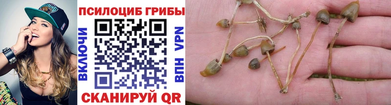Галлюциногенные грибы Psilocybe Юрга